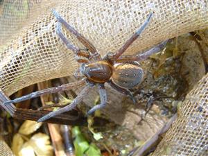 Dolomedes fimbriatus